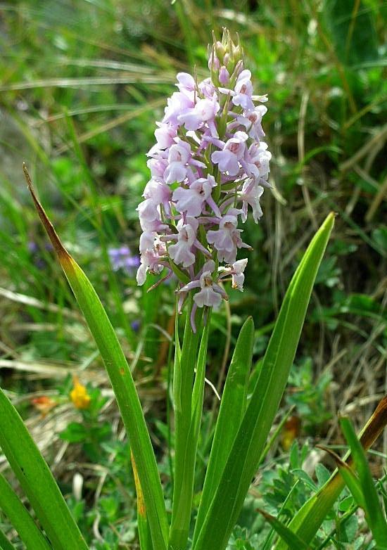 Gymnadenia conopsea